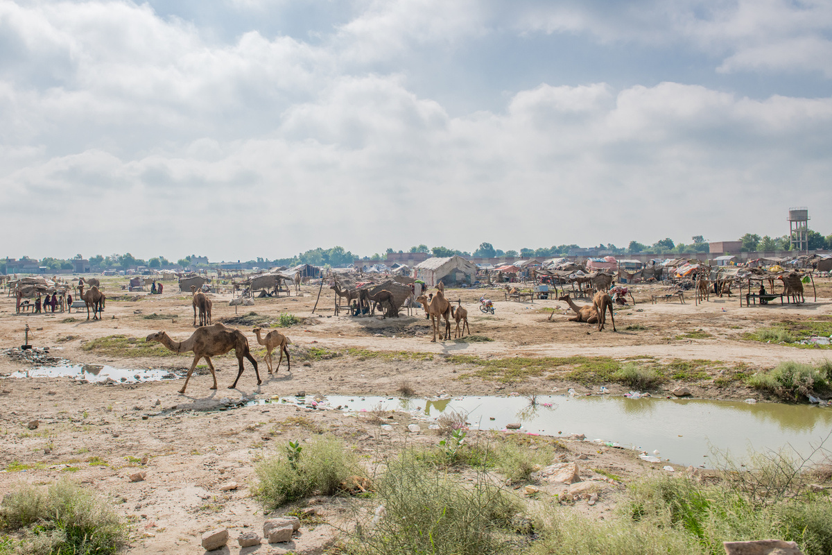 Devastating flash floods have washed away roads, homes and crops in Pakistan. The flooding was brought on by monsoon rains which began in mid-July 2022. The catastrophic floods killed over 1,400 people, destroyed more than half a million homes and displaced over 660,000 people into camps. Many more people are displaced in host communities. More than 750,000 livestock – a critical source of income for many families – died after the rainfall, which in August was more than five times the national 30-year average in some parts of Pakistan.  According to the Food and Agriculture Organization, the floods damaged 1.2 million hectares of agricultural land in Sindh Province alone. Some 33 million people have been affected, and access to many vulnerable communities was cut off as hundreds of bridges and thousands of kilometers of roads were destroyed or washed away.  WHO is supporting the Government of Pakistan to respond by delivering supplies needed by health facilities and increasing disease monitoring to prevent the spread of infectious diseases. https://www.emro.who.int/pak/pakistan-news/pakistans-people-ravaged-by-calamitous-floods.html